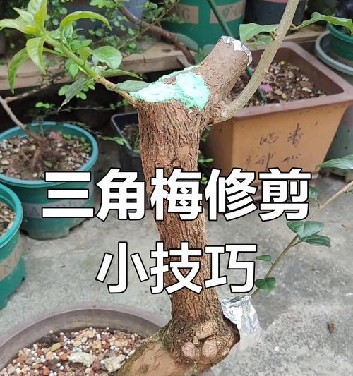 三角梅木质化后如何进行修剪？