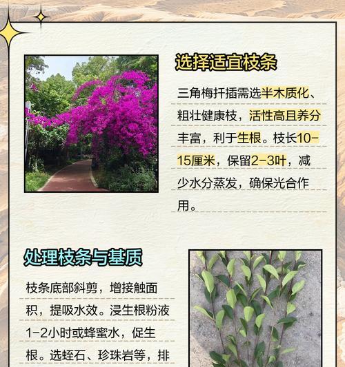 三角梅木质化后如何进行修剪？
