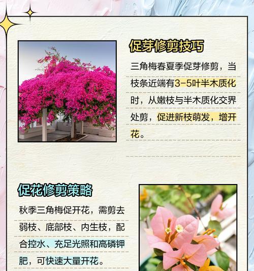 三角梅木质化后如何进行修剪？