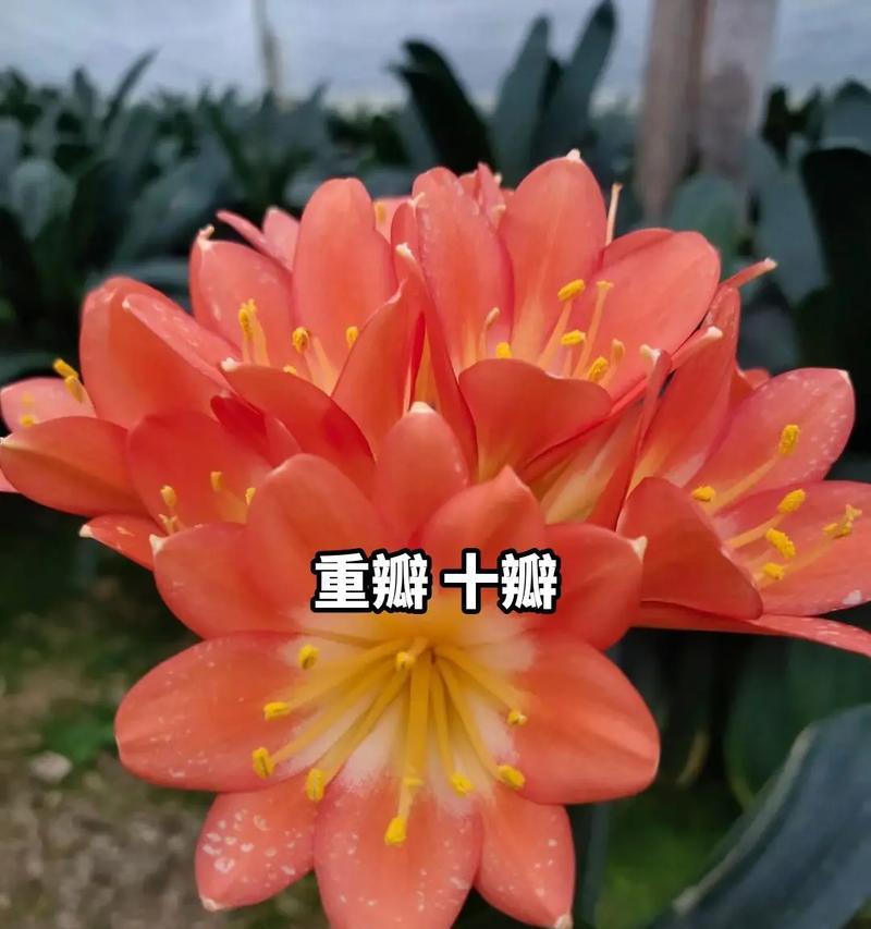 异花君子兰大花怎么养？养出大花君子兰的技巧！