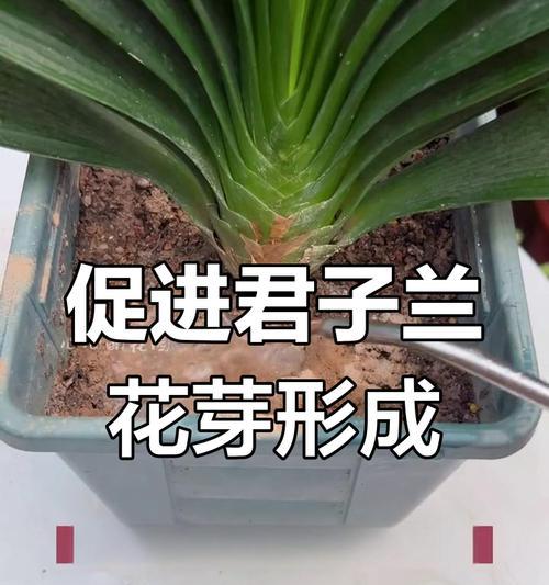 异花君子兰大花怎么养？养出大花君子兰的技巧！