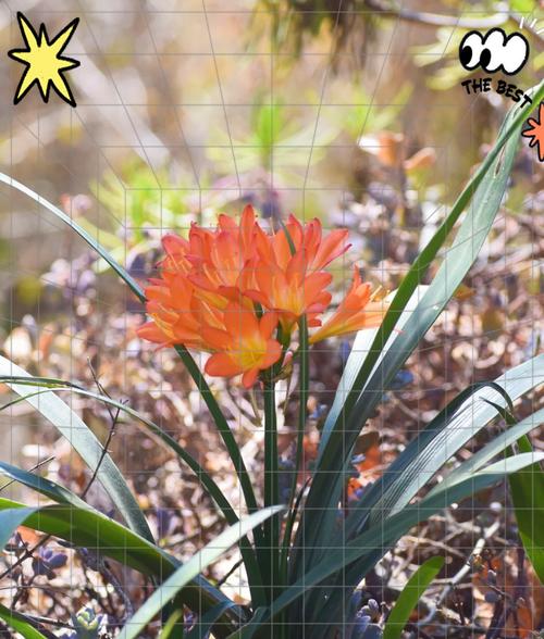 异花君子兰大花怎么养？养出大花君子兰的技巧！