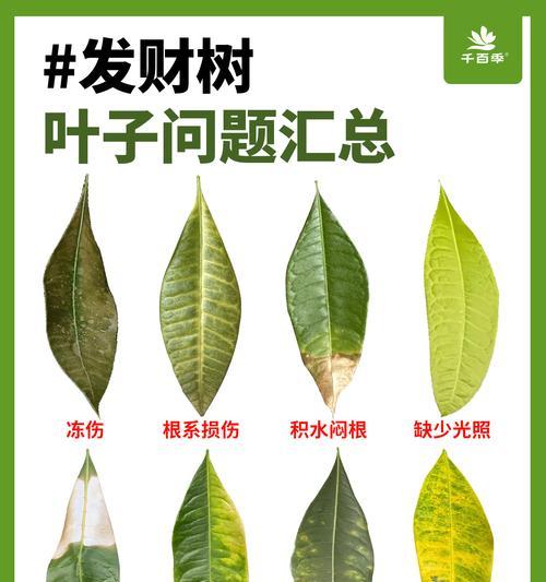 种菜叶子发黄焦边的原因是什么？如何解决蔬菜叶子问题？
