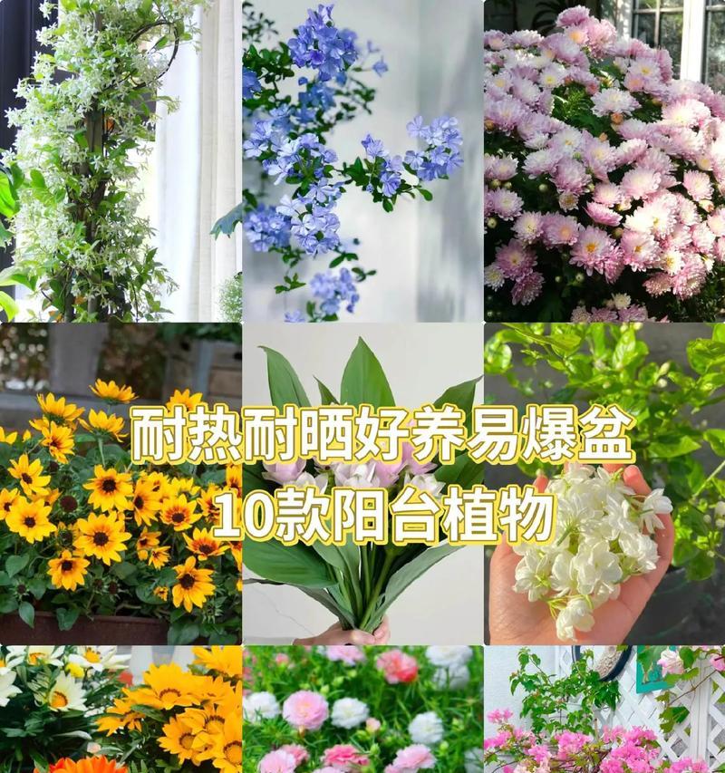 放在阳台种的花叫什么？阳台种植花卉的推荐品种有哪些？