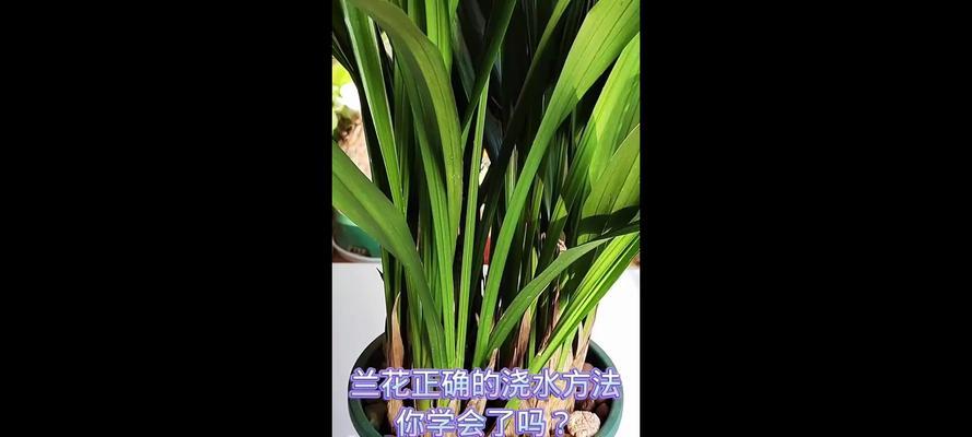兰花石浇水的正确方法是什么？如何确保兰花石的水分管理？
