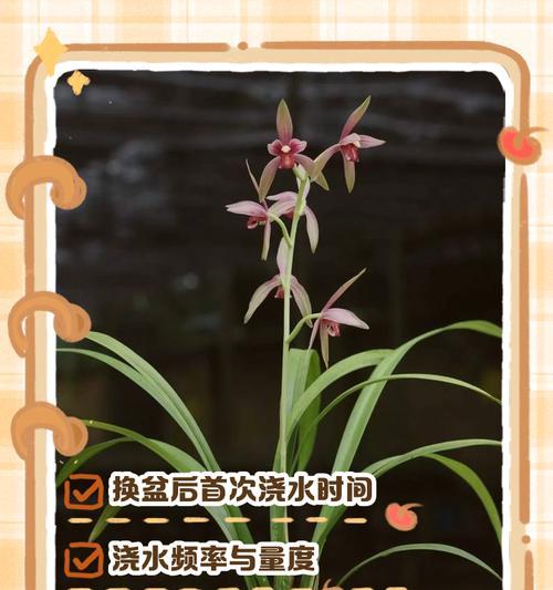 兰花石浇水的正确方法是什么？如何确保兰花石的水分管理？