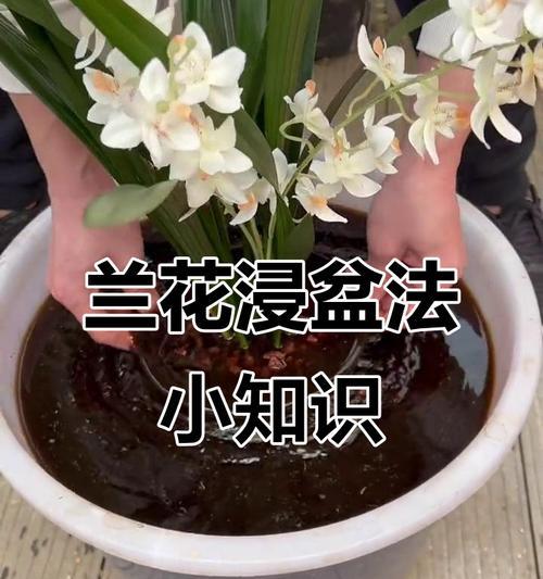 兰花石浇水的正确方法是什么？如何确保兰花石的水分管理？