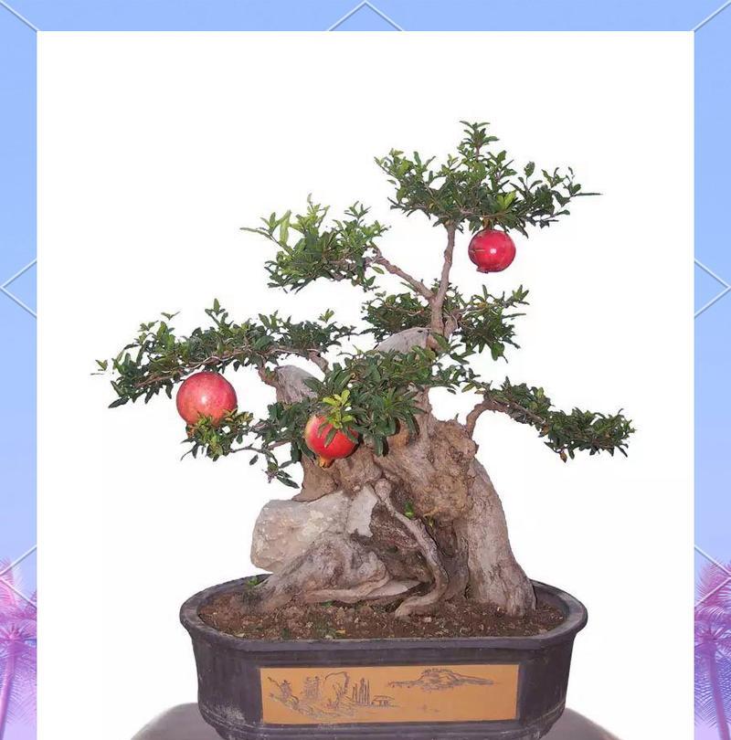 冬天室内石榴盆景的养护方法是什么？