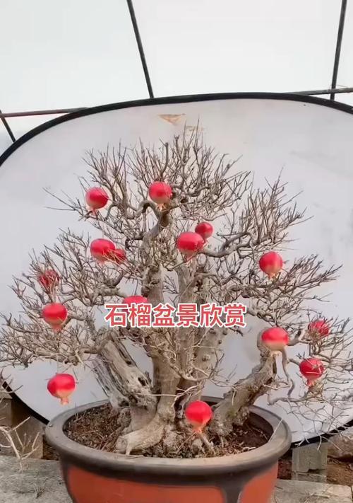 冬天室内石榴盆景的养护方法是什么？