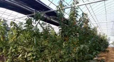 大棚绿藻栽培的关键技术要点是什么？