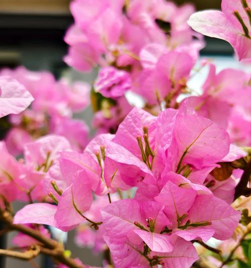 室内阳台温度低时适合种植哪些花卉？