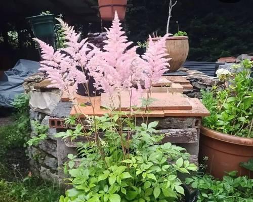 室内阳台温度低时适合种植哪些花卉？