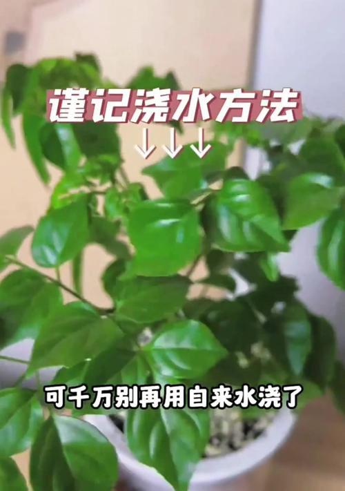 蒜苗在五至六叶期的浇水方法是什么？