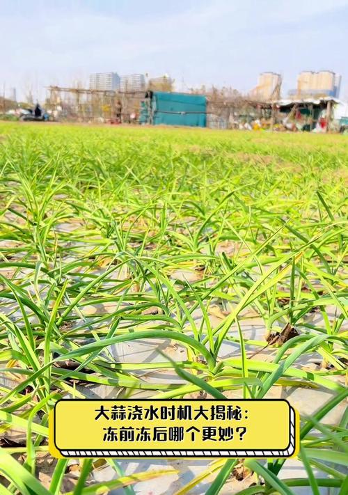 蒜苗在五至六叶期的浇水方法是什么？