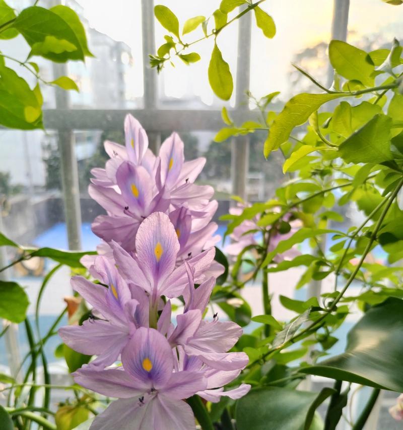 凤眼莲栽培技术要点是什么？如何正确种植凤眼莲？