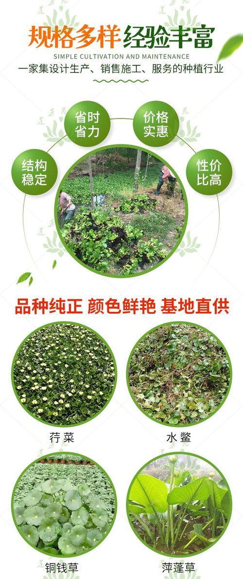 凤眼莲栽培技术要点是什么？如何正确种植凤眼莲？