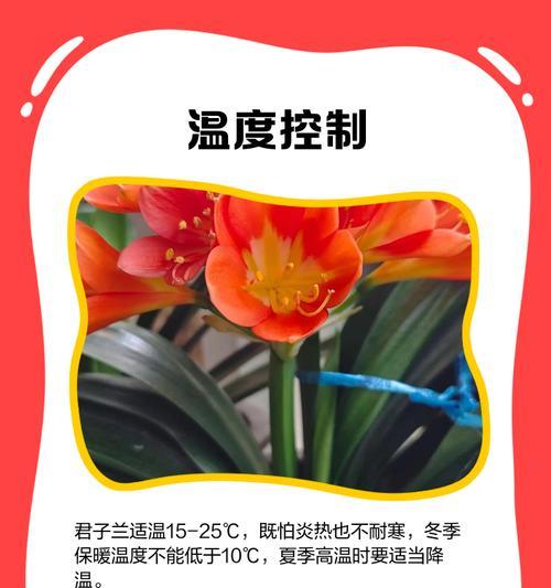 如何养护第二盆君子兰？有哪些特别的注意事项？