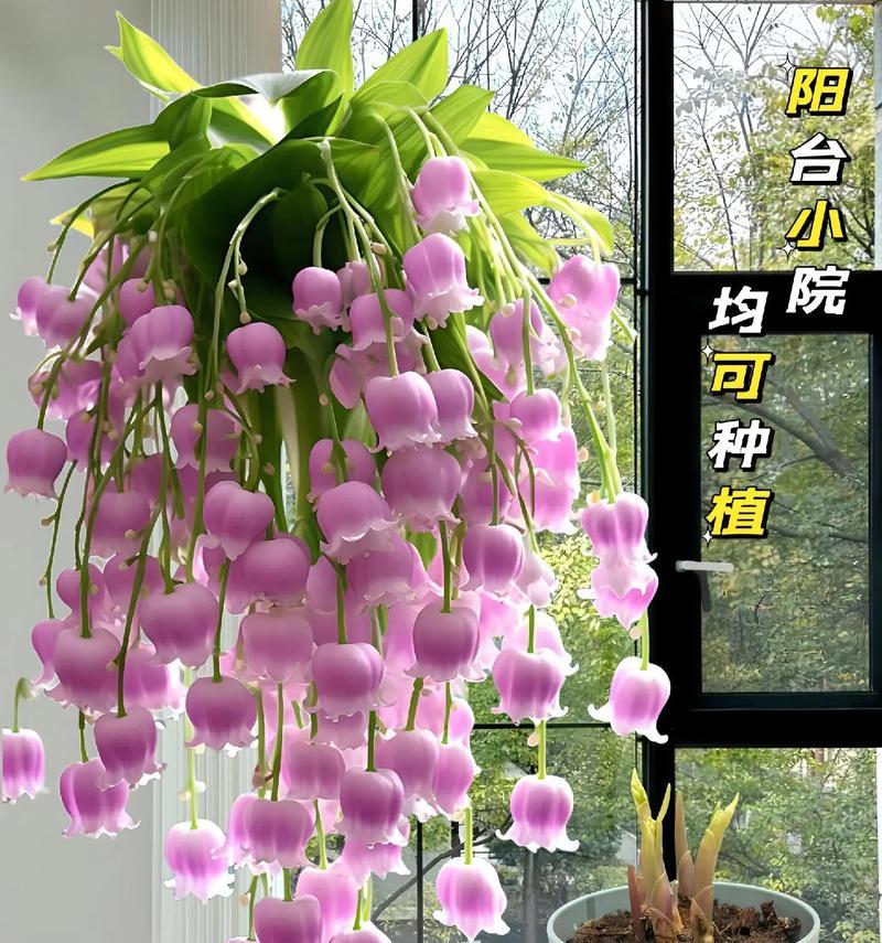 厨房外阳台适合种植哪些花卉？