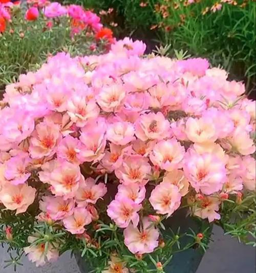 厨房外阳台适合种植哪些花卉？