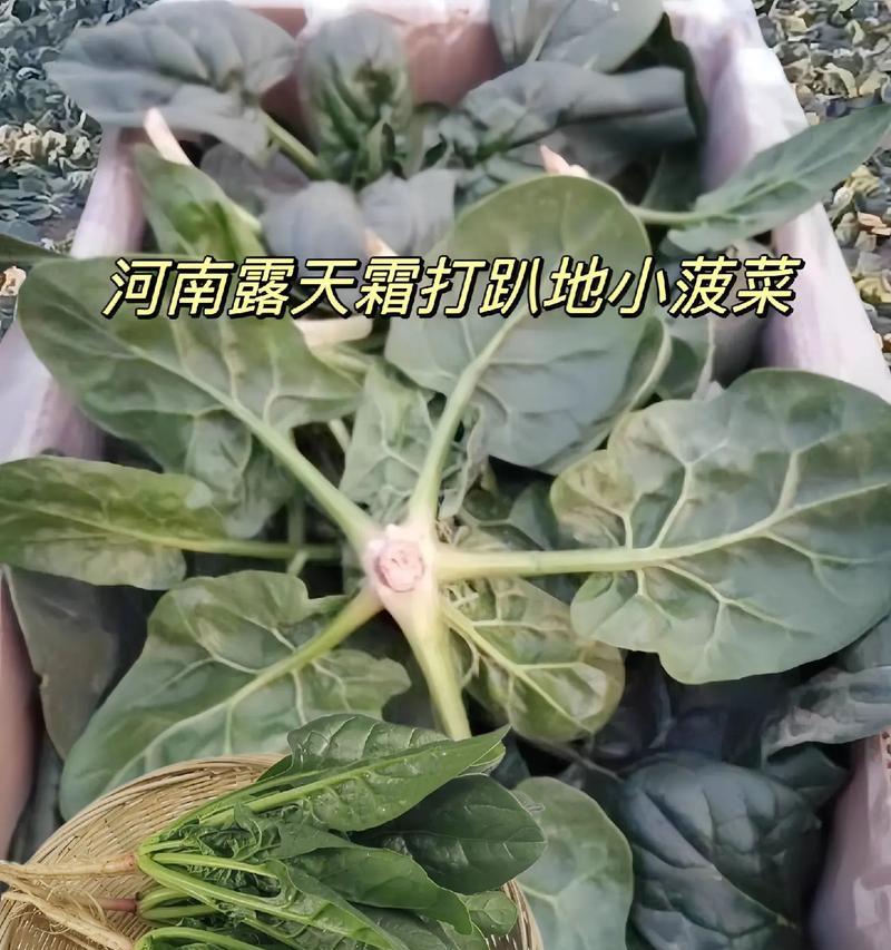 常见的趴地观赏植物有哪些？