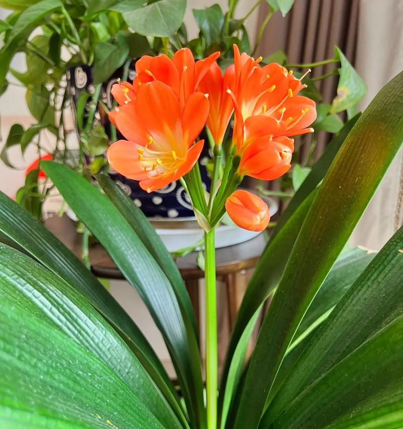 君子兰开单枝花有何寓意？其象征意义是什么？