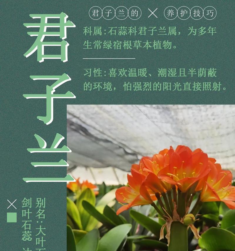 君子兰开单枝花有何寓意？其象征意义是什么？