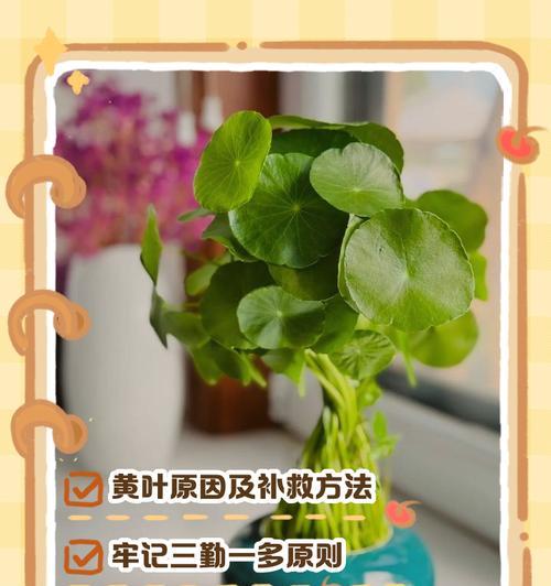 植物叶子剪后发黄怎么办？如何进行补救？