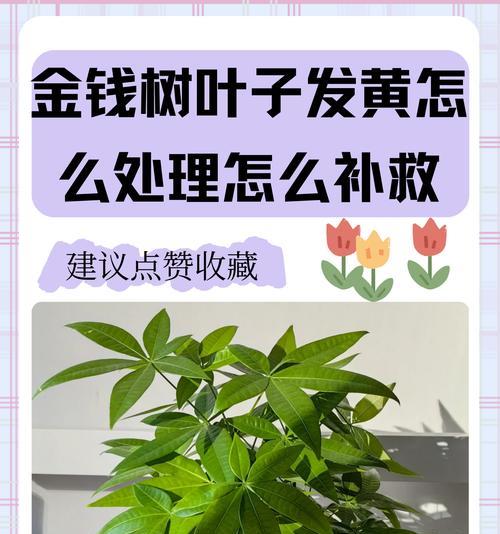 植物叶子剪后发黄怎么办？如何进行补救？
