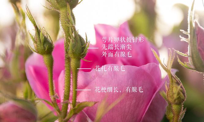 如何辨别月季与玫瑰的花瓣？