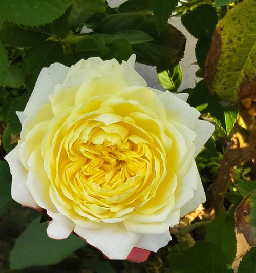 如何辨别月季与玫瑰的花瓣？
