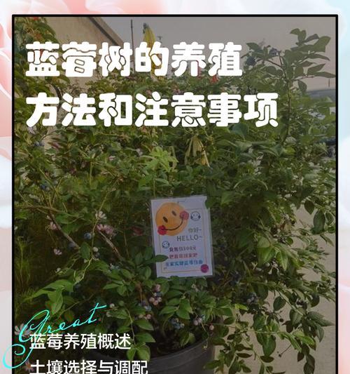 蓝莓种植有哪些技巧和经验？