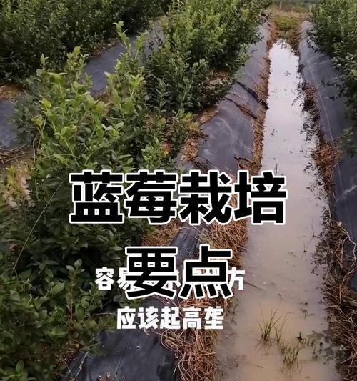 蓝莓种植有哪些技巧和经验？