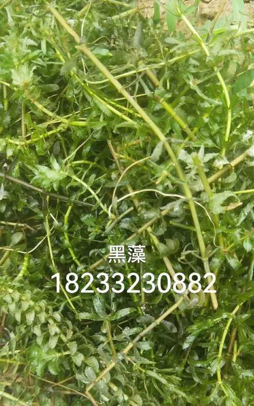 水生植物树茎有哪些？水生植物树茎的种类和特点是什么？