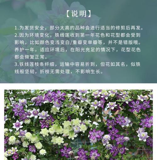 铁线莲爬藤种子种植的正确步骤？