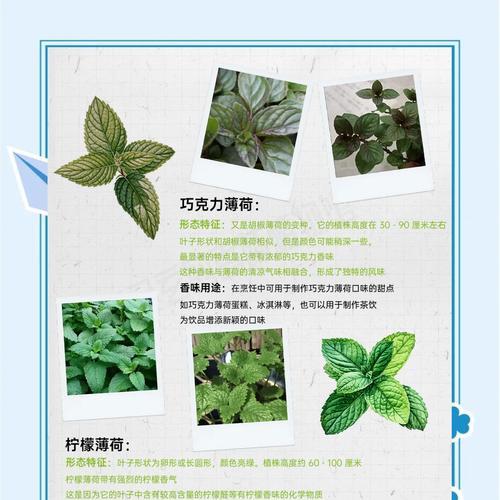 薄荷秋季栽培技术要点有哪些？秋季薄荷种植指南？
