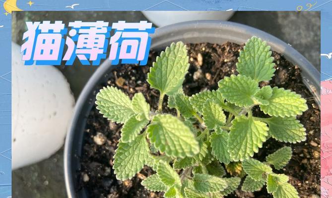 薄荷秋季栽培技术要点有哪些？秋季薄荷种植指南？