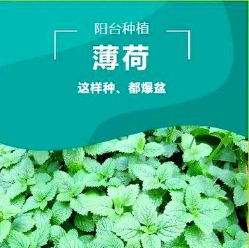 薄荷秋季栽培技术要点有哪些？秋季薄荷种植指南？