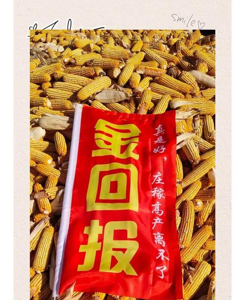 秋天收的玉米最佳播种时间是什么时候？播种前需要准备什么？