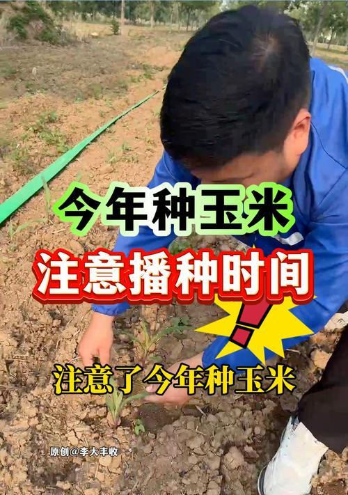 秋天收的玉米最佳播种时间是什么时候？播种前需要准备什么？