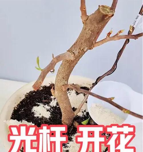 三角梅光杆子如何发芽？有哪些方法？