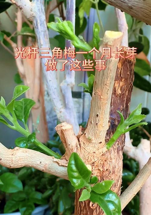 三角梅光杆子如何发芽？有哪些方法？