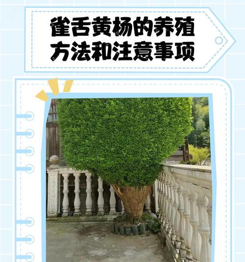 小叶雀舌黄杨老叶子发黄？原因是什么？