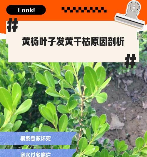 小叶雀舌黄杨老叶子发黄？原因是什么？