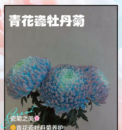 牡丹菊叶子发黄叶尖枯萎的解决方法是什么？