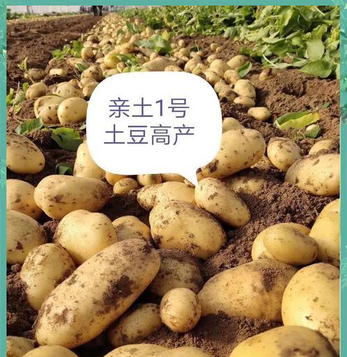 土豆后期浇水的方法是什么？如何正确浇水？