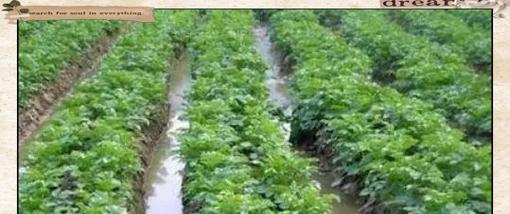 土豆后期浇水的方法是什么？如何正确浇水？