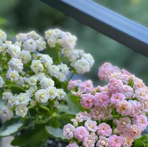 阳台适合养哪些花？阳台花卉种植的建议是什么？