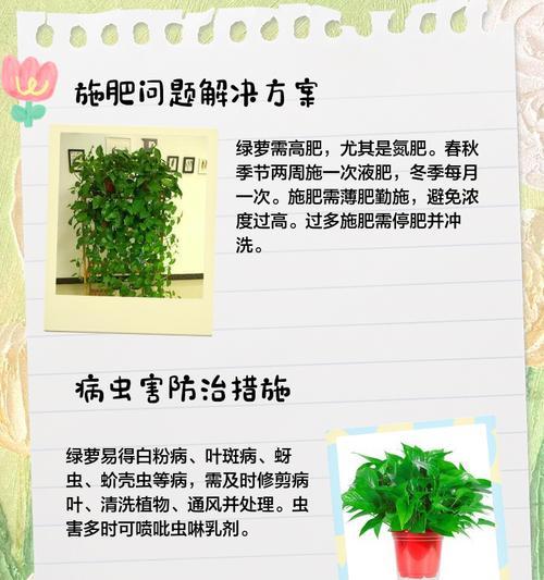 绿天鹅叶子发黄该怎么养？如何恢复健康？