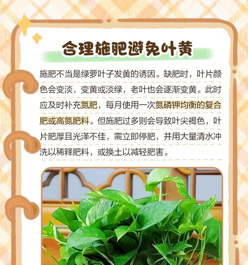 绿天鹅叶子发黄该怎么养？如何恢复健康？