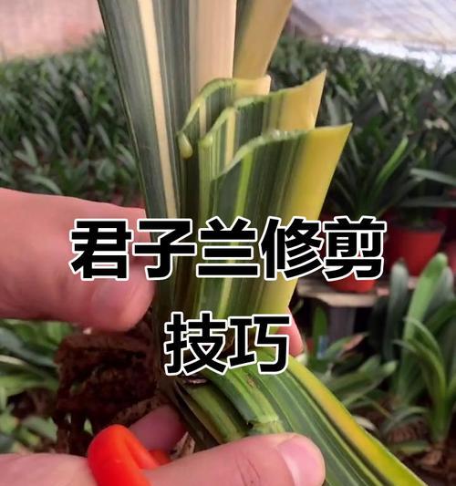 老君子兰修剪枝条的最佳方法是什么？